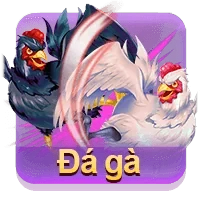 Đá gà
